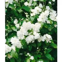 Philadelphus Schneesturm Duftjasmin Weiß 80–100 cm - Sträucher mit reinweißen, duftenden Blüten, ideal für Hecken und zieht Bienen an. Pflegeleichte, winterharte Pflanze mit einer Wuchshöhe von bis zu 300 cm.