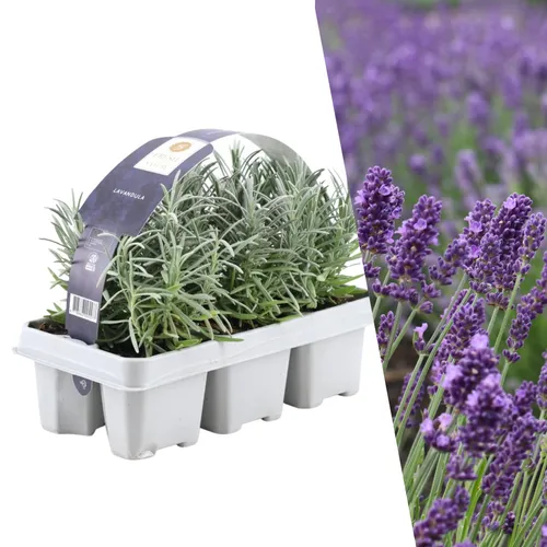 Blauer Duft-Lavendel 48 Pflanzen - Blumen & Stauden - Winterharte Lavendel angustifolia mit herrlichem Duft und lila Blüten, ideal für einen duftenden Garten.