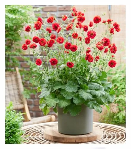 BALDUR Garten 3x Geum 'Firestarter®' im 9x9 cm-Topf - Auffällige, kompakte Neuzüchtung mit einer Blütezeit von bis zu 6 Monaten. Ideal für Beete und Kübel, pflegeleicht und winterhart.
