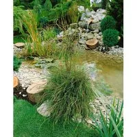 Thuja occidentalis 'Filiformis' - Eleganter Lebensbaum - Die Thuja occidentalis 'Filiformis' ist ein eleganter Lebensbaum mit fadenförmigem Nadelkleid. Ideal als Strukturpflanze im Garten oder Kübel, überzeugt sie durch ihre pflegeleichte Art und das satte Grün.