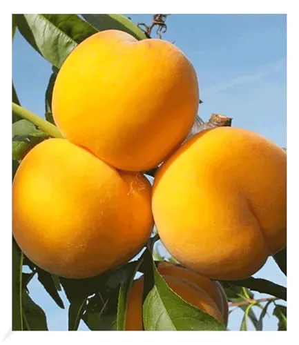 Pfirsich-Aprikose 'Honeymoon' von BALDUR-Garten