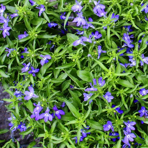 Männertreu hängend in blau von Exotenherz