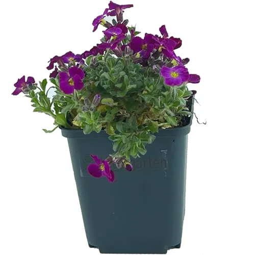Stück Aubrieta Cascade Red von Intragarten | Blaukissen rot blühender und winterharter Bodendecker im Topf 1