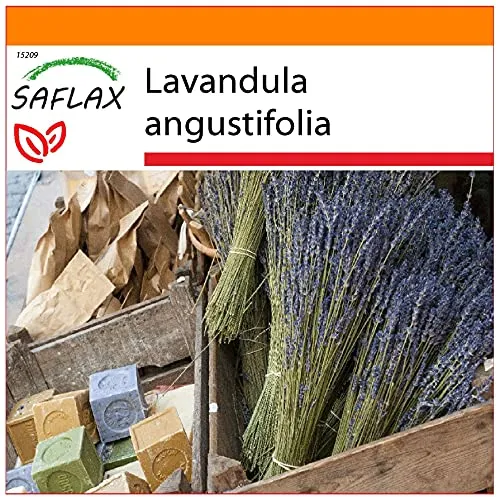 SAFLAX - Garden in the Bag - Heilpflanzen - Echter Lavendel - 150 Samen - Mit Anzuchtsubstrat im praktischen, selbst aufstellenden Beutel - Lavandula angustifolia