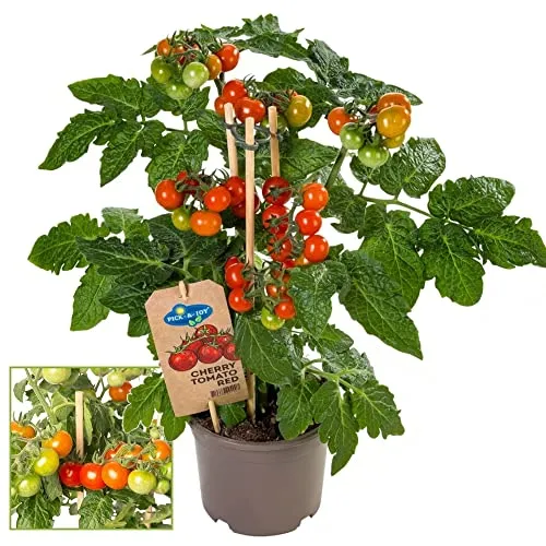 Exotenherz Kirschtomate - Fruchtige Cherrytomate für Balkon und Garten - 14cm Topf - Die Exotenherz Kirschtomate überzeugt mit zahlreichen, aromatischen Früchten. Ideal für den Balkon oder Garten. Topfgröße: 14cm, Pflanzenhöhe: ca. 45cm. Genießen Sie frische Tomaten direkt vom Strauch!