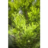 Taxodium Distichum Peve Minaret – Kompakte Sumpfzypresse (60–80 cm)