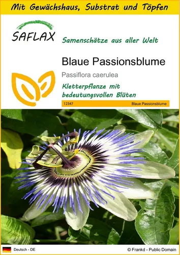 SAFLAX Blumensamen SAFLAX - Anzuchtset - Blaue Passionsblume