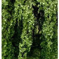 Produktbild Hänge Buche 100-125cm