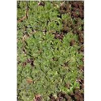 Sedum Pachyclados Ca. 9x9 cm Topf