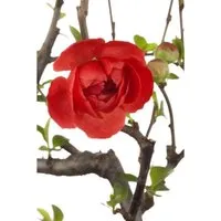 Chaenomeles Friesdorfer Typ 205 Zierquitte 40–60 cm