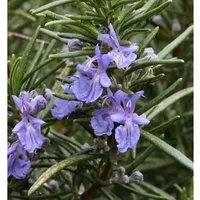 Rosmarin Repens