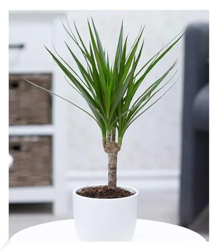 BALDUR Garten Dracena 'Marginata' ca. 35-45 cm hoch,1 Pflanze, Luftreinigende Zimmerpflanze, unterstützt das Raumklima, Drachenbaum Zimmerpflanze, mehrjährig - frostfrei halten