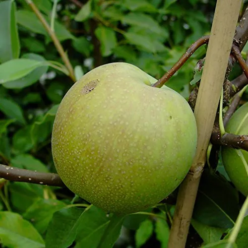 Nashi Sik Chon Early Pear Buschbaum - Sonstige Küchenkleingeräte, asiatische Apfelbirne, süß und saftig, robuste Sorte, ganzjährig pflanzbar, ideal für den Garten.