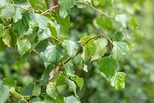 Betula pendula 'Fastigiata' 40–60 cm – Winterhart, Mehrjährig, Pflegeleicht – Säulen-Birke – Zierbaum für Garten & Vorgarten