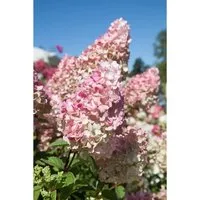 Hydrangea Paniculata Rispenhortensie Sundae Fraise 60-80 cm - Blühende Zimmerpflanzen, pflegeleichte Rispenhortensie mit cremeweißen Blüten, die im Sommer rosa werden - ideal für Kübel und Rabatten.
