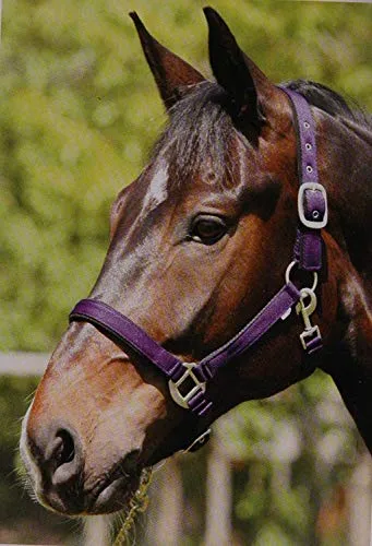 Eldorado Nylonhalfter Lea - lila - Kaltblut