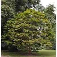 Produktbild Fächer Ahorn 80-100cm