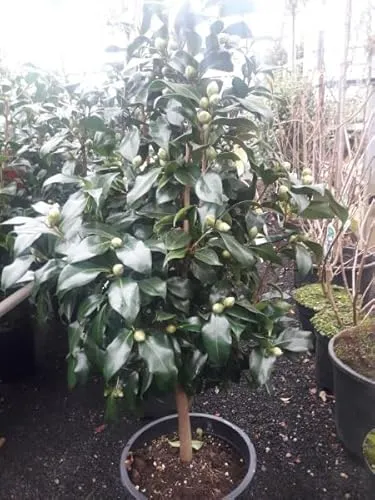 Camellia williamsii Jurys Yellow - Gelbblühende Kamelie für Ihren Garten - Samen & Pflanzen von Hecken & Sträuchern, blühfreudige Kamelie mit leuchtend gelben Blüten, ideal für farbenfrohe Gartenakzente.