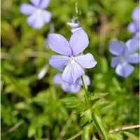 Produktbild Hornveilchen Boughton Blue - Viola cornuta