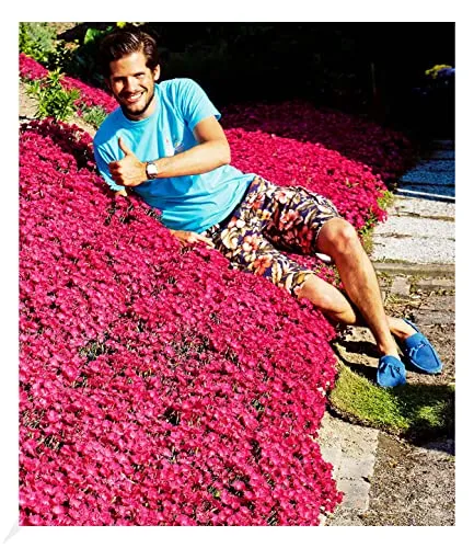 BALDUR Garten Winterhart Bodendecker-Nelke Vivid® - 3 Pflanzen - Blumensamen & -pflanzen, pflegeleichte, winterharte Polsterstaude mit geringer Wasserbedarf und schöner Sommerblüte.