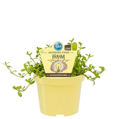 Gedächtnisstütze Brahmi in BIO-Qualität - Bacopa monnieri - Kräuterpflanze im 12cm Topf