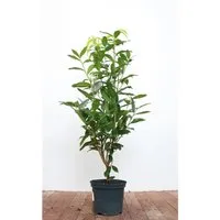 Prunus,aurocerasus 'Genolia' -R- 40-60 cm