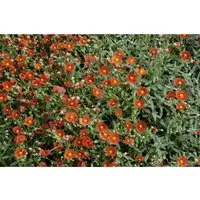 Helianthemum X Cult. Henfield Brilliant Sonnenröschen Ca. 9x9 cm Topf