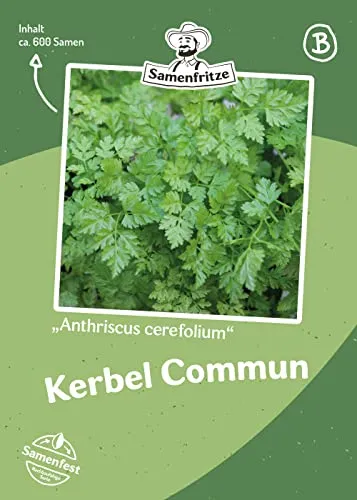 Kerbel Commun ca. 500 Samen - Anthriscus cerefolium, beliebtes Küchenkraut