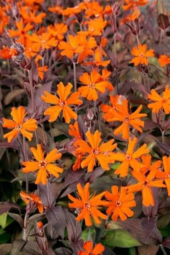 Lychnis x arkwrightii 'Orange Zwerg' 11 cm Topf – Winterhart, Mehrjährig, Pflegeleicht – Nelkenleimkraut – Staude für Beet & Rabatte