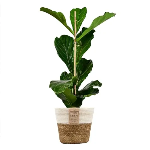 Green Me Up Geigenfeige Ficus lyrata - große Zimmerpflanze 100-110 cm mit modernem Übertopf - Beliebte Geigenfeige mit großen Blättern, ideal für stilvolle Räume. Pflegeleicht, benötigt nur wenig Wasser und sorgt für eine harmonische Atmosphäre in jedem Zuhause.