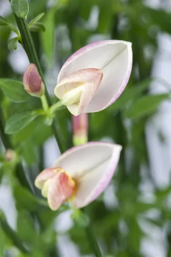 Cytisus praec. Zeelandia - Elfenbeinginster - Ziergehölze, pflegeleichter Strauch mit cremeweißen Blüten, ideal für sonnige Standorte und bienenfreundlich.