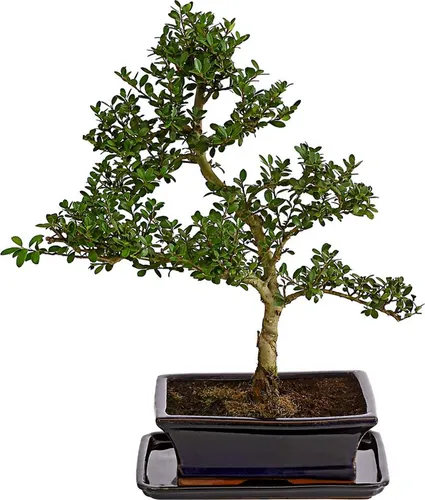 Dehner Bonsai Japanische Stechpalme Ilex crenata, 30-40 cm, immergrün