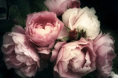 A.S. Création Vliestapete Fototapete Vintage-Rosen Rosa Dunkel Vliestapete, glatt, matt, (1 St)