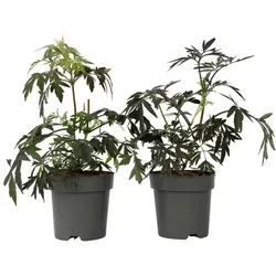 Plant in a Box - Sambucus nigra 'Schwarze Spitze' 2er Set - Garten-Zubehör mit besonderen schwarzen Blättern und duftenden weiß-rosa Blüten, ideal für Ihren Garten. Winterhart und sorgfältig verpackt für sicheren Versand.