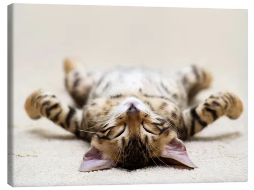 Posterlounge Poster Editors Choice, Müde Mieze, Mädchenzimmer Kindermotive