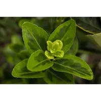 Euonymus Japonicus Aureomarginatus Spindelstrauch Gelb-Grün 30–40 cm - Sträucher – Immergrüner Spindelstrauch mit glänzenden dunkelgrünen Blättern und goldgelbem Rand, ideal für Kübel und Hecken, pflegeleicht und winterhart.