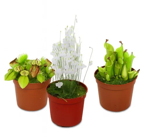 Exotenherz Zimmerpflanze Raritäten-Set Fleischfressende Pflanzen - 3 Pflanzen