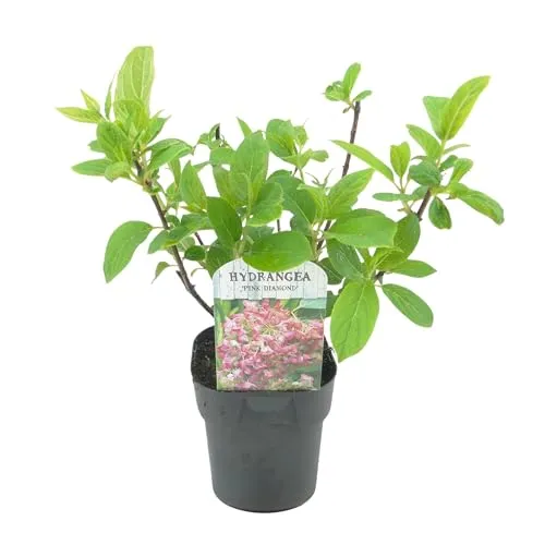 GreenboutiQ