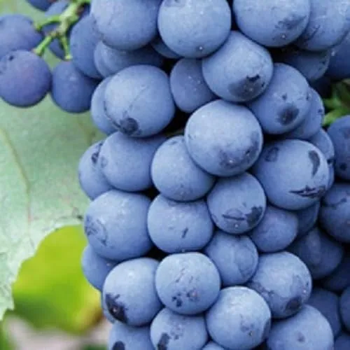 Nero-Rebe 2L Pflanze für Anfänger und professionelle Gärtner - Ideal für Kleingarten, Garten - Schöne Pflanze mit ungewöhnlichen Blüten - Genießen Sie jeden Tag ihre Farben