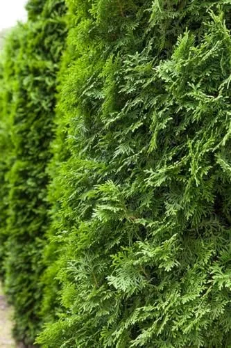 Pflanzen für Dich Konifere Thuja occ. Columna - Immergrüner Säulen-Lebensbaum - Ziergehölze, pflegeleichte, winterharte Konifere mit schlanker Wuchsform, ideal als Sichtschutz oder Hecke und bietet Lebensraum für Vögel.