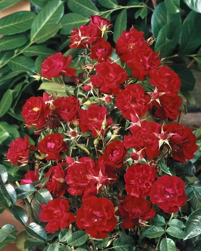 Rosa ‘Mainaufeuer’ - Robuste Bodendeckerrose - Leuchtend rote Gartenrose mit kompaktem Wuchs, ideal für Beeteinfassungen und als Zierstrauch. Pflegeleicht und blühfreudig, perfekt für sonnige Standorte.
