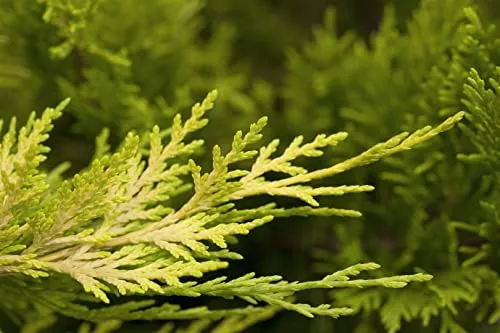 Cupressocyparis leylandii 'Gold Rider' 40–60 cm – Immergrün, Winterhart, Pflegeleicht – Leyland-Zypresse – Heckenpflanze für Garten & Sichtschutz