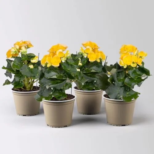 Pflanzen-Kölle Pflanzen von Pflanzen-Kölle