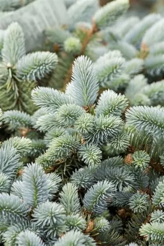 Pflanzen für Dich Blaufichte Picea pung. glauca - Ziergehölze mit beeindruckender blaugrüner Färbung und pyramidenförmiger Wuchsform, ideal für pflegeleichte Gartenakzente und als Sichtschutz.