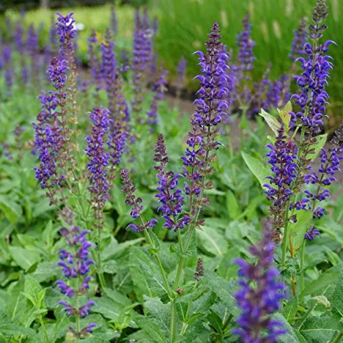 Blumixx Stauden Salvia nemorosa 'Mainacht' - Steppen-Salbei, Sommer-Gartensalbei, im 0,5 Liter Topf, nachtblau blühend Bienenweide