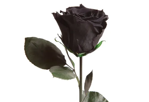 Ewige Rose von Rosemarie Schulz