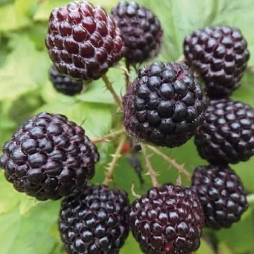 Schwarz Himbeere Black Jewel 2L - Große, aromatische, schwarze Frucht