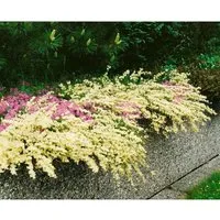Cytisus Kewensis Besenginster Cremegelb 20–30 cm