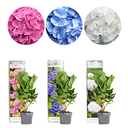 Bloomique - 3er-Mix - Hydrangea Macrophylla - Rosa, Blau, Weiß - Hortensie - Bauernhortensie - Gartenpflanzen - Winterhart - 20-30 cm Hoch - Topf 10,5 cm