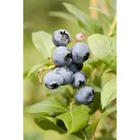 Vaccinium Corymbosum Goldtraube Heidelbeere 30–40 Cm